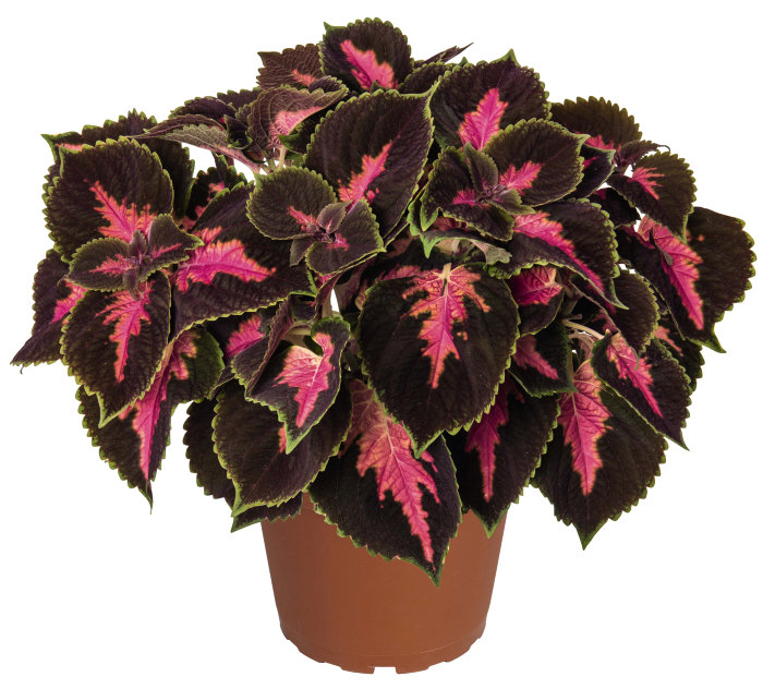 Palettblad Coleus